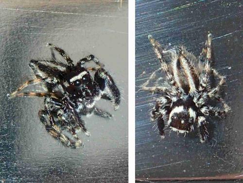Evarcha bulbosa
